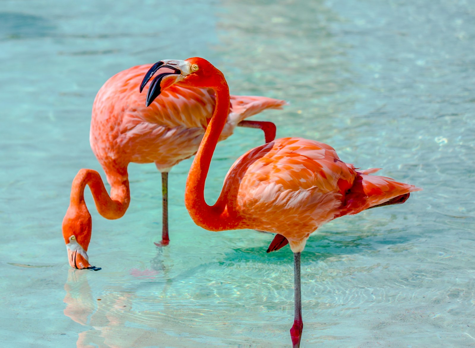 Flamingos on white sand at Renaissance Island, Aruba