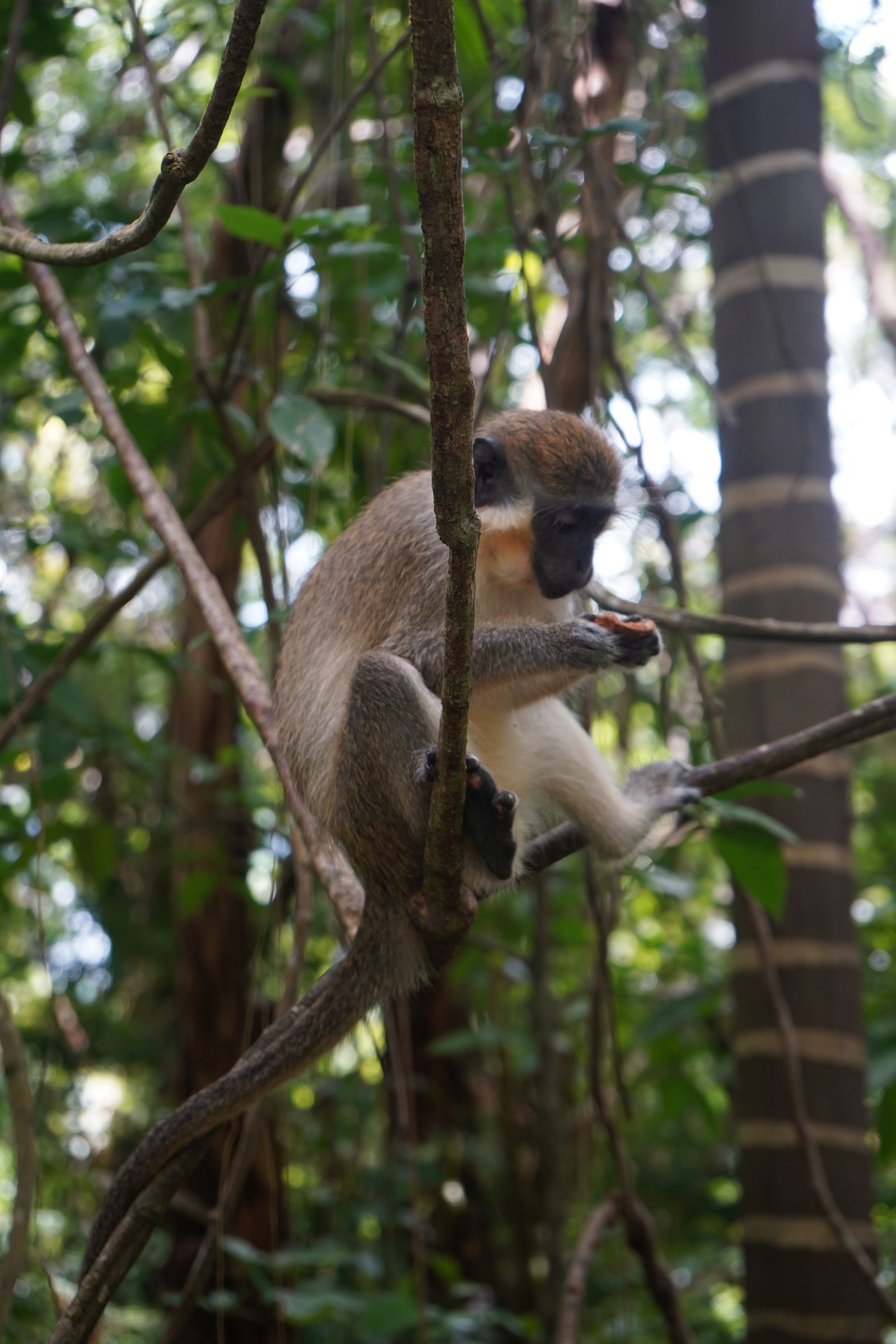 Green monkeys in a tropical forest setting near Welchman Hall Gully