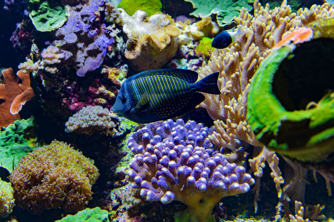 Vibrant underwater coral reef teeming with colorful tropical fish