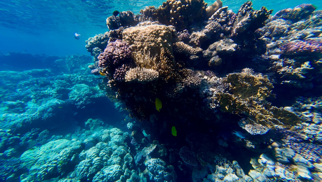 Colorful coral reef ecosystem under clear blue tropical water
