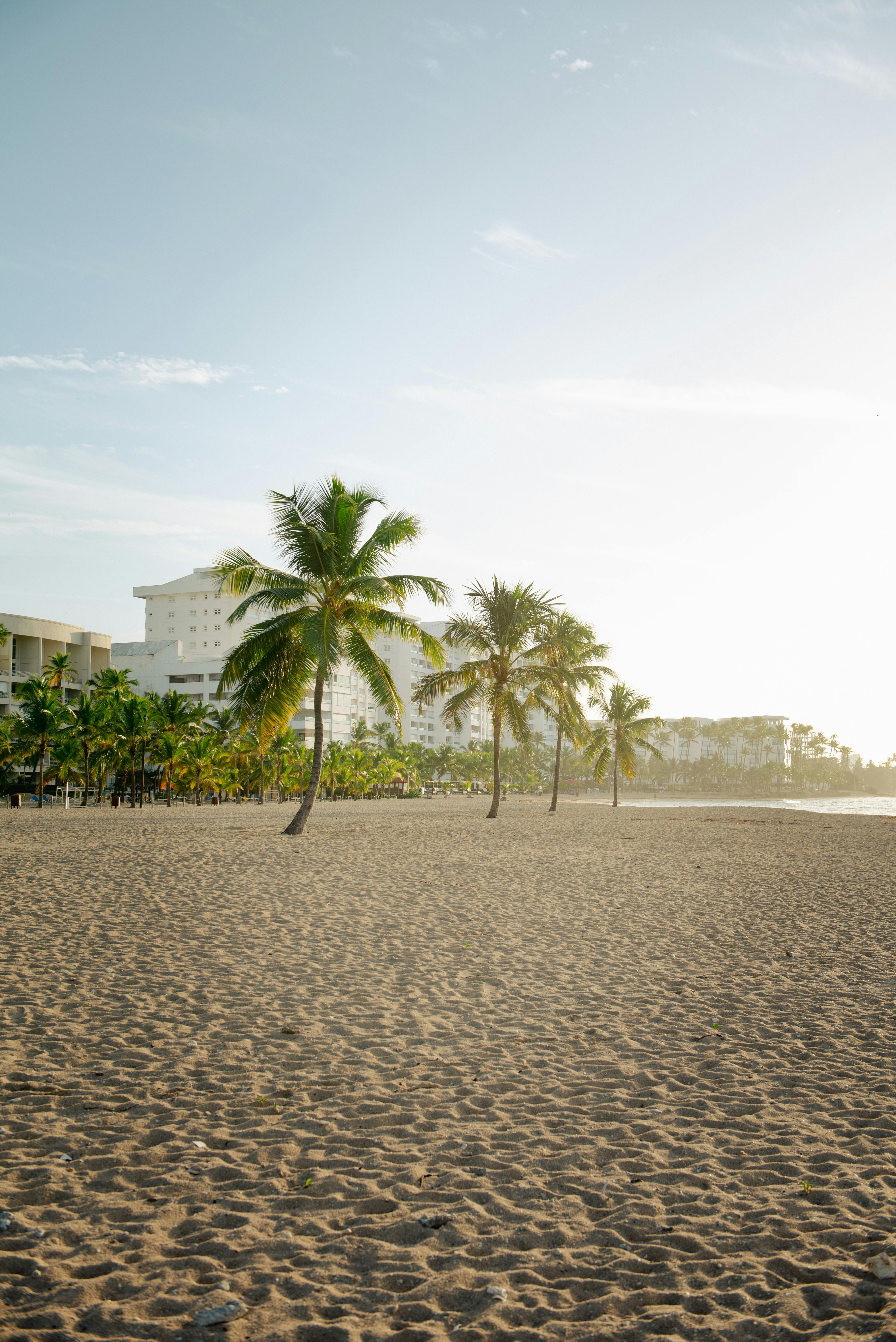 Punta Cana beach lined with coconut palms and turquoise water