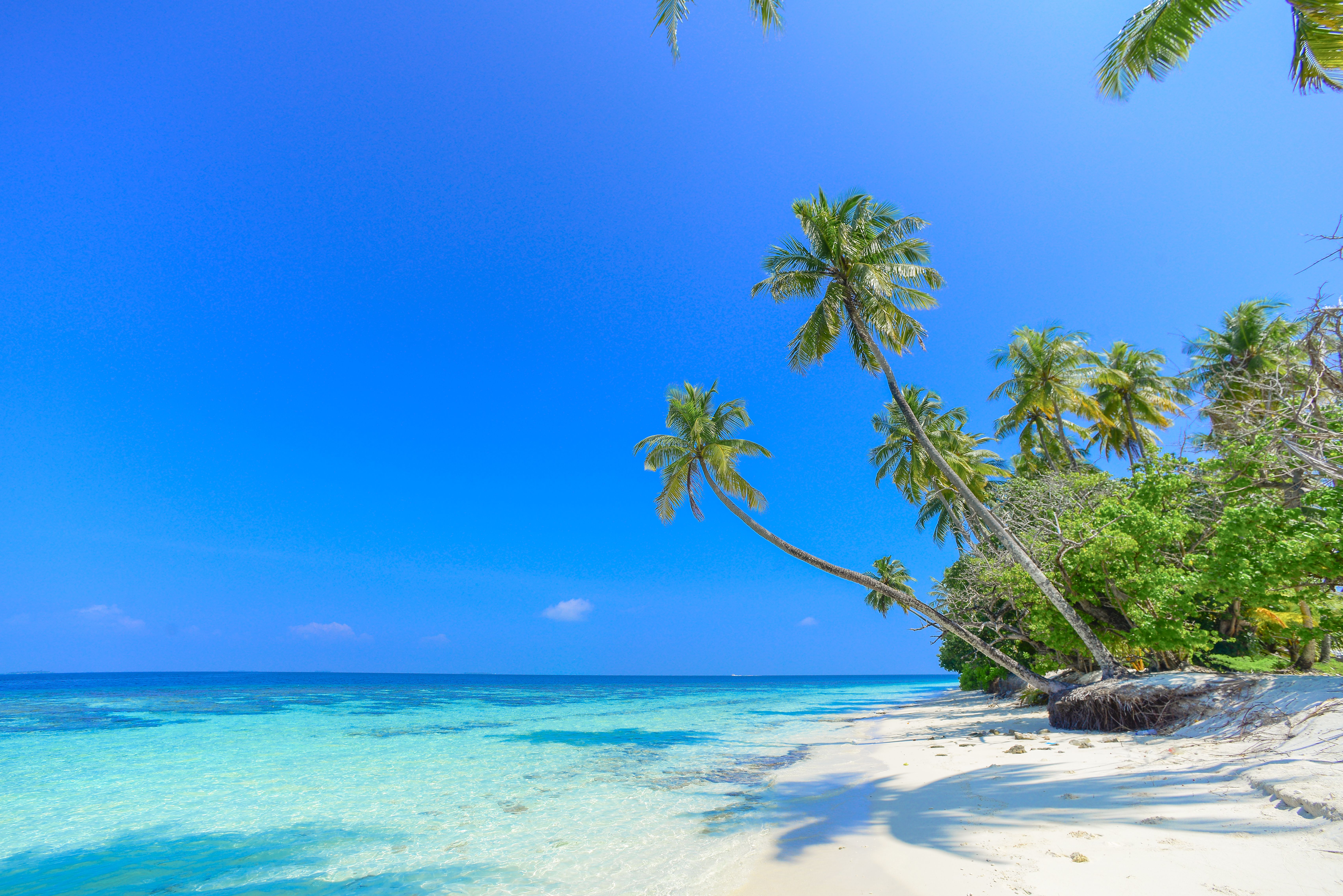 Tropical beach in the Caribbean with palm trees and pristine white sand